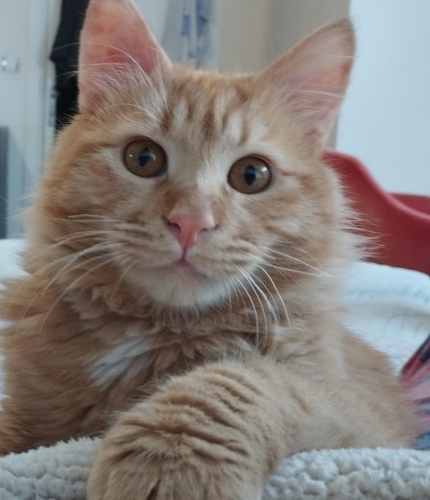 Pamuk yuva arıyor fotoğraf