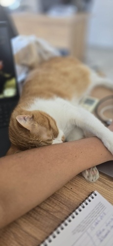 Cana yakın, Hareketli, Kısır tüm aşıları yapılmış Sarman fotoğraf