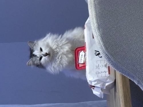 PİDEYE KALICI YUVA fotoğraf