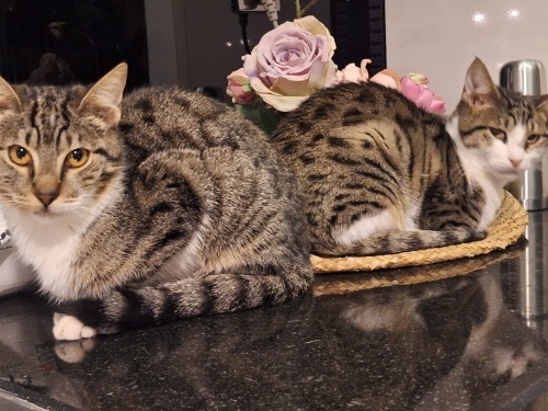 Antalya’da iki kardeş yuva arıyor fotoğraf