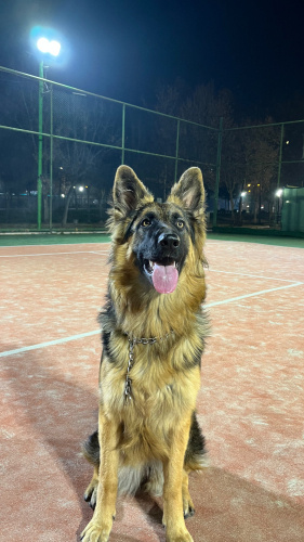 Alman Çoban Köpeği fotoğraf