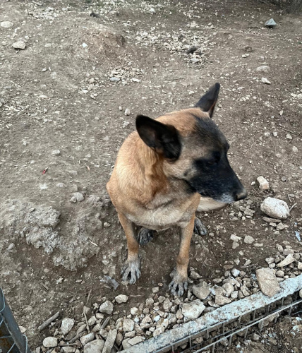 EĞİTİMLİ KOMUT DİNLİYOR fotoğraf