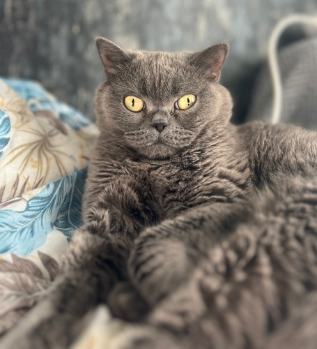 Sakin yapılı, sevecen Şila'ya ömürlük yuva fotoğraf