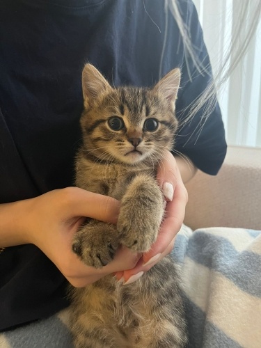 British tekir kırması erkek yavru kedi fotoğraf