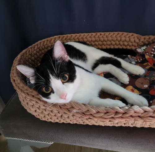 Oyuncu sevgi dolu yavruya yuva fotoğraf