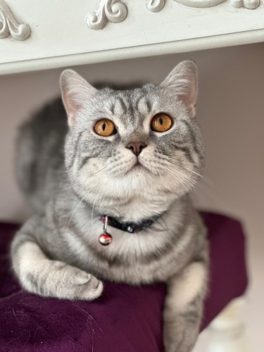 Miki Çok Sıcak Kanlı, Canayakın Bir Kedi fotoğraf