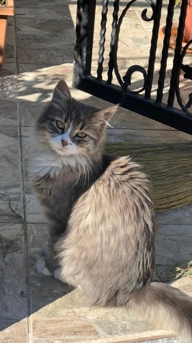 KISIRLAŞTIRILDI NORVEÇ ORMAN KEDİSİ fotoğraf