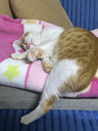 Oğlum cangaya yuva arıyorum fotoğraf