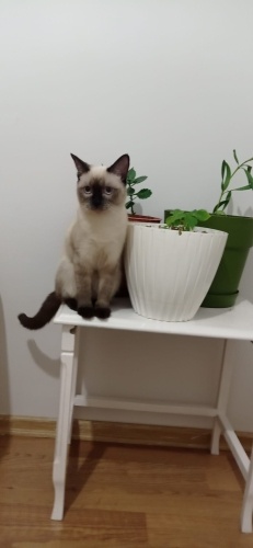 Çok sakin diğer kedilerle de uyumlu bir kedi. fotoğraf