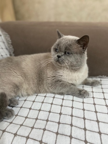 Badem ömürlük ailesini arıyor fotoğraf