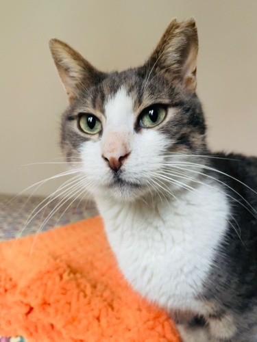 Acil Yuva Aranıyor!! fotoğraf