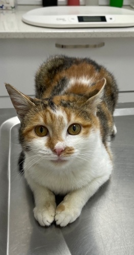 Neşe'ye Çok Acil Geçici Yuva Aranıyor fotoğraf