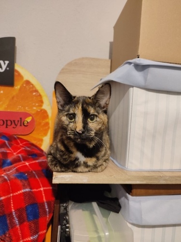 Evimin neşesine ömürlük yuva fotoğraf