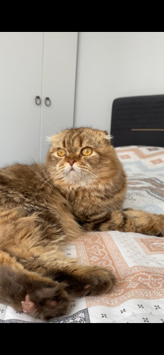 1.5 yaşındaki oğlumuz ücretsiz sahiplendirilecek fotoğraf