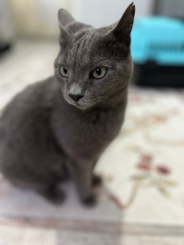 British Shorthair fotoğraf