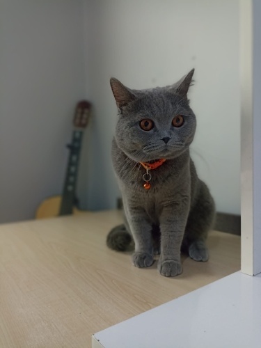 Ücretsiz British kedimizi sahiplendireceğiz!! fotoğraf