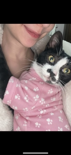 KISIRLAŞTIRMA DESTEĞİ VERİLECEKTİR ‼️ fotoğraf