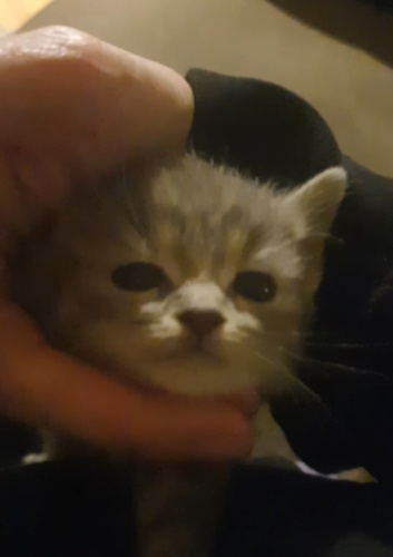 1 aylik gri kucak delisi bir minik fotoğraf