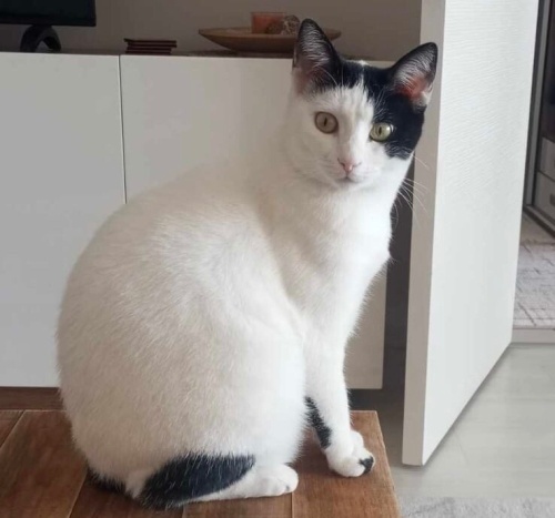 Dünya tatlısı kızımız Antalya’da acil yuva arıyor fotoğraf