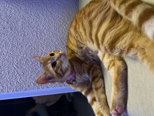 Sarman Dişi sevilmeye bayılır sürekli kucak ister :) fotoğraf