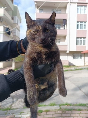 Güzel kızımıza ömürlük yuva fotoğraf