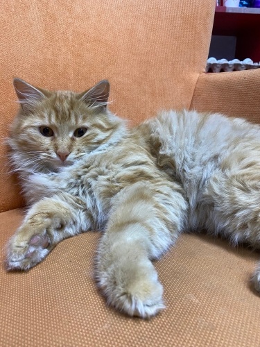 Sarman Sıcak Yuva Arıyor fotoğraf