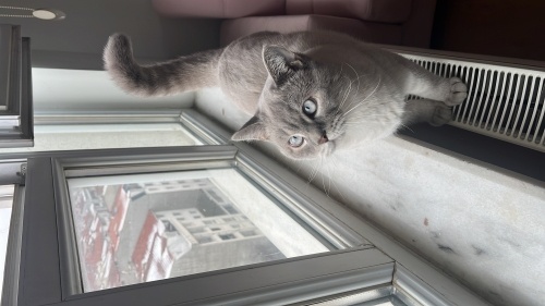 Ömürlük yuva çook acil fotoğraf