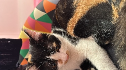 Osimen’e yuva ariyoruz fotoğraf