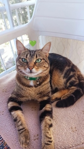 Acil yuva pamuk prensess fotoğraf