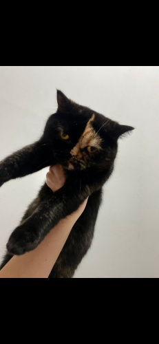 Asi bir kedi biraz oyuncu yabancılara karşı biraz soğuk fotoğraf