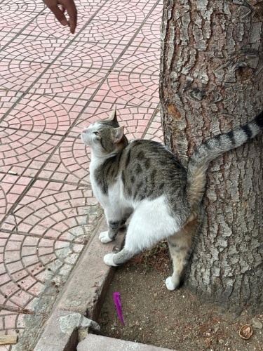 Mağazanın önünde bakıyoruz güzel bir yuva arıyoruz fotoğraf