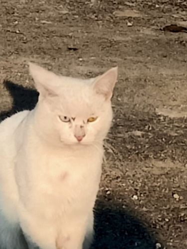 Acil yuva sokakta evden atılmış dayak yiyor fotoğraf