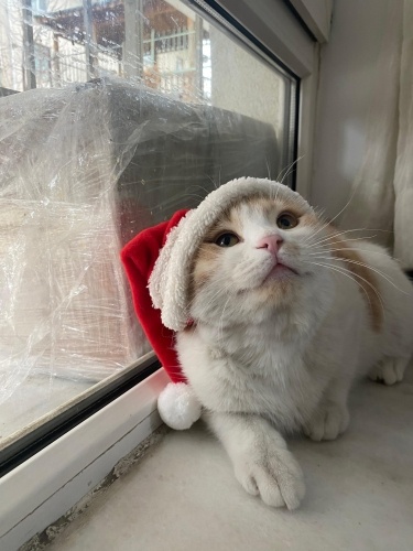 ACİL ŞİDDET GÖRMÜŞ KEDİYE YUVA fotoğraf