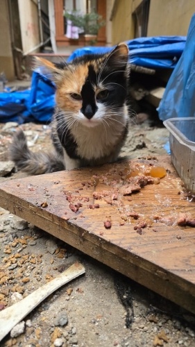 Calico Dişi Yavru fotoğraf