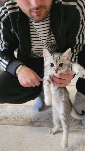 Acil yuva aranıyor❗️ fotoğraf