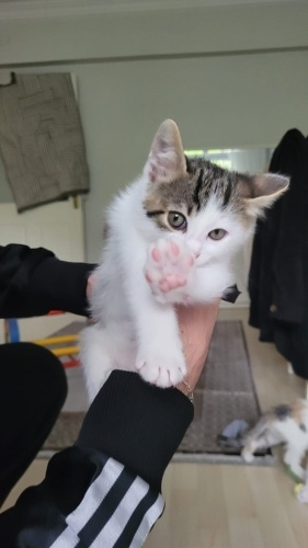 Acil Yuva aranıyor❗️ fotoğraf