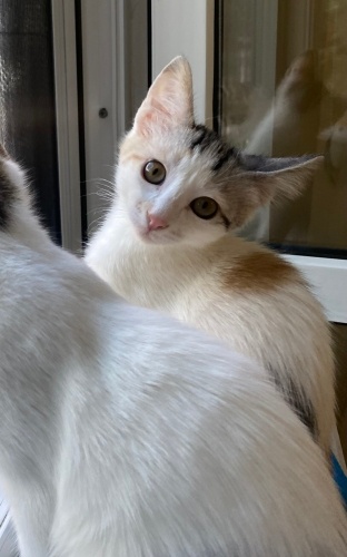 Acil Yuva aranıyor ❗️ fotoğraf