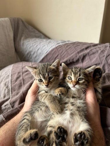 2 dişi yavrumuza yuva arıyoruz fotoğraf