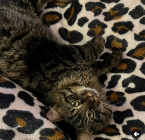 Lui yuva arıyor fotoğraf