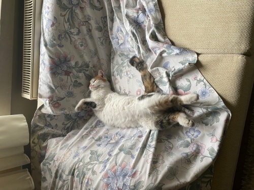 Pamuk gibi bir kedi fotoğraf