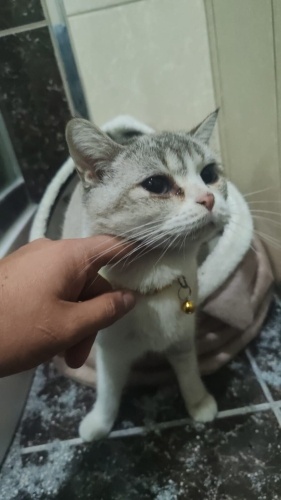 British Kedi Acill fotoğraf