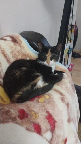 Sıcak yuvasını ariyor fotoğraf