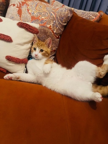 ARABA MOTORUNDAN BİR PARÇA.. fotoğraf