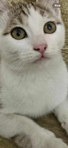 Leyla bebek yuvasını arıyor fotoğraf