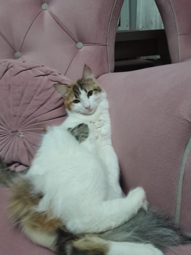 NORVEÇ ORMAN MELEZİ KISIR‼️ fotoğraf