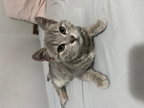 Gri dünya talısı kedi fotoğraf