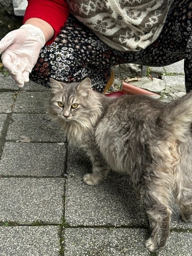 Acil yuva aranıyor sokağa atılmış fotoğraf