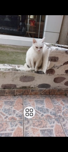 Kat acil yuva arıyoruz fotoğraf