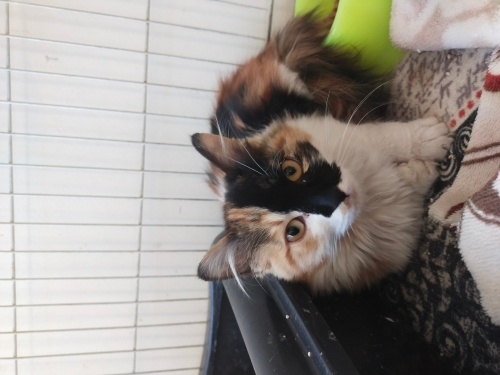 4 aylık olan bu dişi kızımızı sahiplenmek ister misiniz fotoğraf