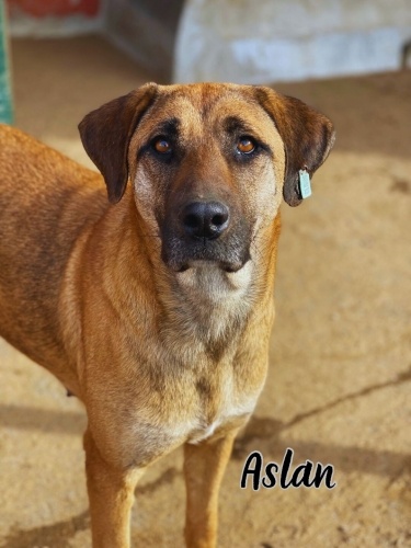 Güçlü görünümlü koca bir kalp fotoğraf